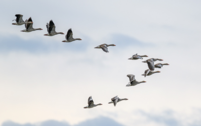 ISO 20022 Migration – What is it and what are the benefits?