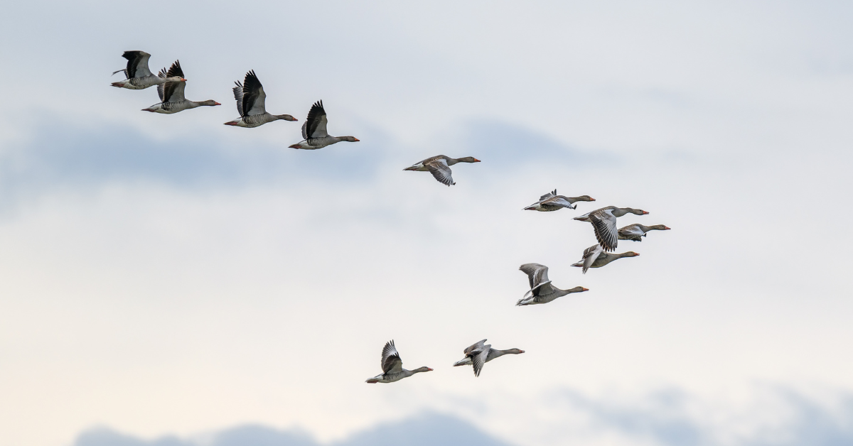 birds migrating just like ISO 20022