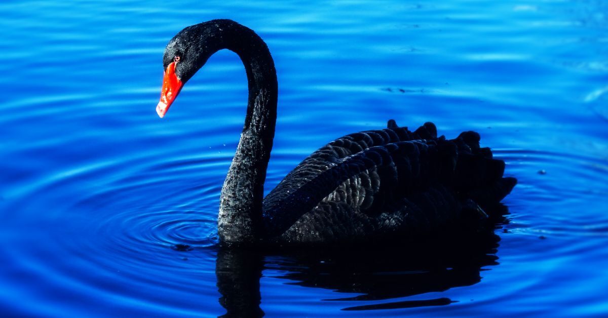 Black Swan